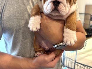 British Bulldog – Brunswick