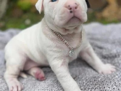 American Staffordshire Bull Terrier – Sawtell