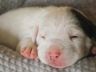 American Staffordshire Bull Terrier – Sawtell