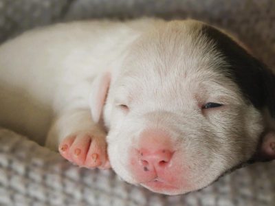 American Staffordshire Bull Terrier – Sawtell