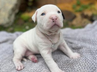 American Staffordshire Bull Terrier – Sawtell