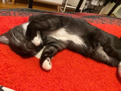 Domestic Medium Hair (DMH) – Noble Park North