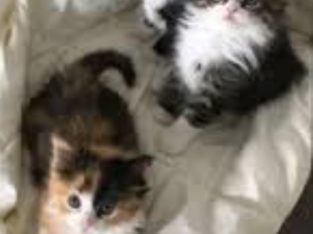 Ragdoll – Bonnie Brook