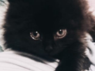 Domestic Medium Hair (DMH) – Toowoomba