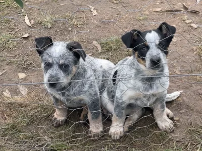 Australian Cattle Dog – Kyneton