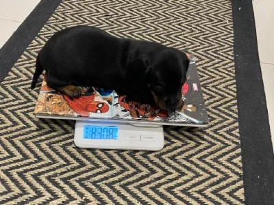 Miniature Dachshund – Mooloolah Valley