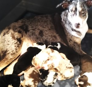 Border Collie Kelpie Cross – Jarrahdale