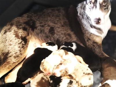 Border Collie Kelpie Cross – Jarrahdale