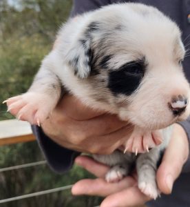 Border Collie Kelpie Cross – Jarrahdale