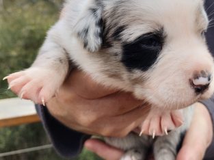 Border Collie Kelpie Cross – Jarrahdale
