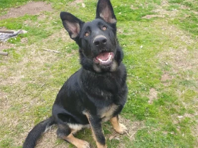 German Shepherd – Ballarat