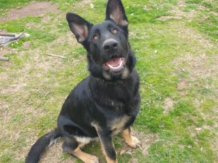 German Shepherd – Ballarat