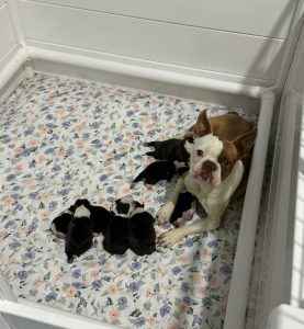 Boston Terrier – Forster