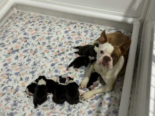 Boston Terrier – Forster