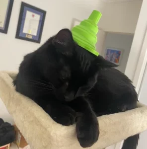 Domestic Short Hair (DSH) – Lilydale