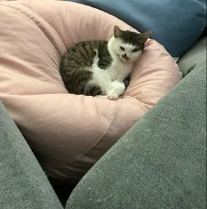 Domestic Short Hair (DSH) – Lilydale