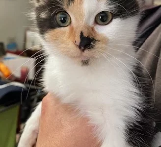 Turkish Angora – Bentleigh East