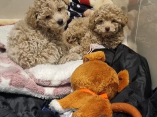 Toy Poodle – Taylors Hill