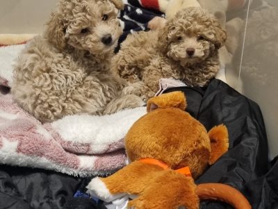 Toy Poodle – Taylors Hill