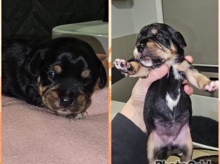 Cavalier King Charles Spaniel – Marcia