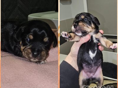 Cavalier King Charles Spaniel – Marcia