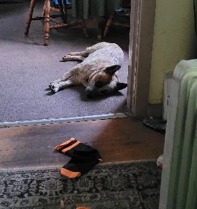 Australian Cattle Dog – Speers Point