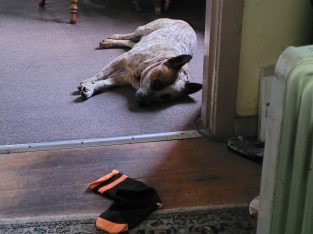 Australian Cattle Dog – Speers Point