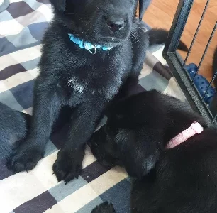 German Shepherd – Snake Valley