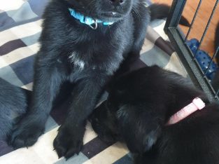 German Shepherd – Snake Valley