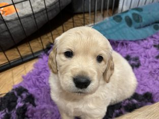 Golden Retriever – Heidelberg West