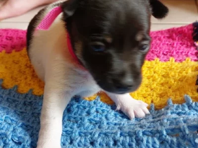 Fox Terrier – Caravonica