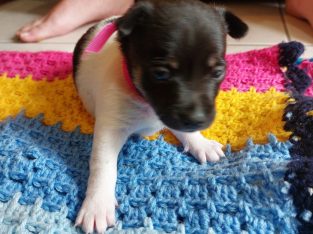 Fox Terrier – Caravonica