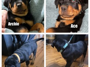 Rottweiler – Kingsthorpe