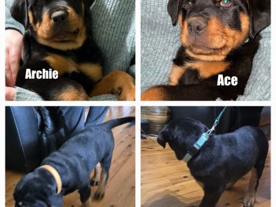 Rottweiler – Kingsthorpe