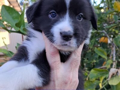 Border Collie – Julia