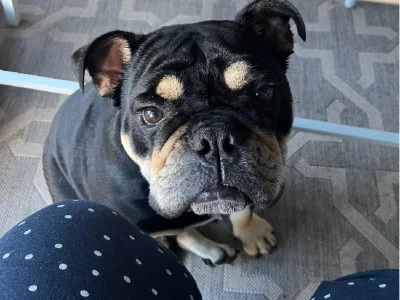 English Bulldog – Aberfeldie