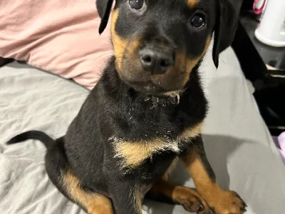 Rottweiler – Charli N