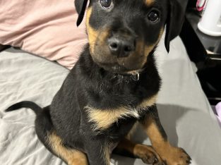 Rottweiler – Charli N