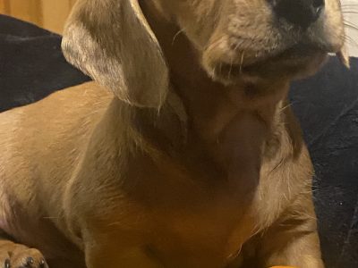 Miniature Dachshund – Bright