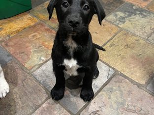 German Shorthaired Pointer – Cranbourne South