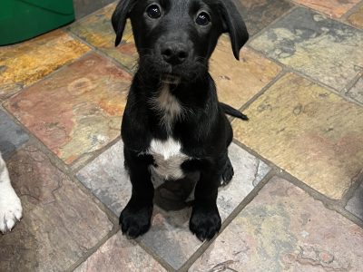 German Shorthaired Pointer – Cranbourne South