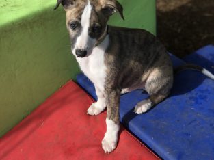 Whippet – Crib Point