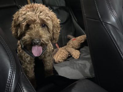 Cavoodle – Peakhurst