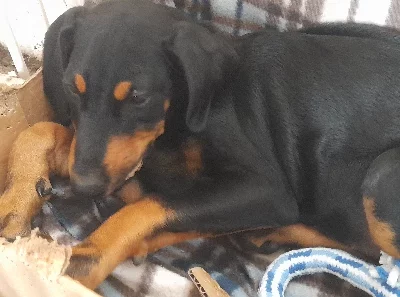 Dobermann – Geelong