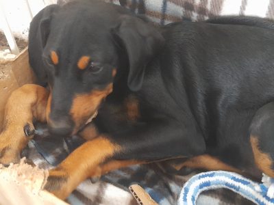 Dobermann – Geelong