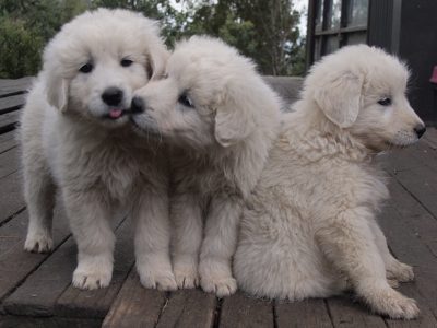 Maremma Sheepdog – Westbury