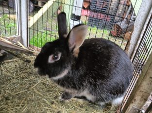 Rabbits – Croydon North