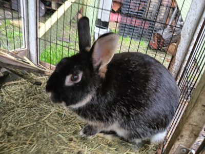 Rabbits – Croydon North