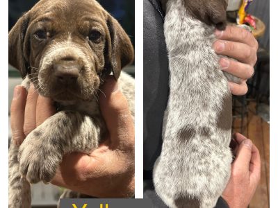 German Shorthaired Pointer – Swan Hill
