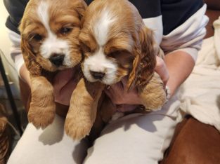 Cocker Spaniel – Kerang